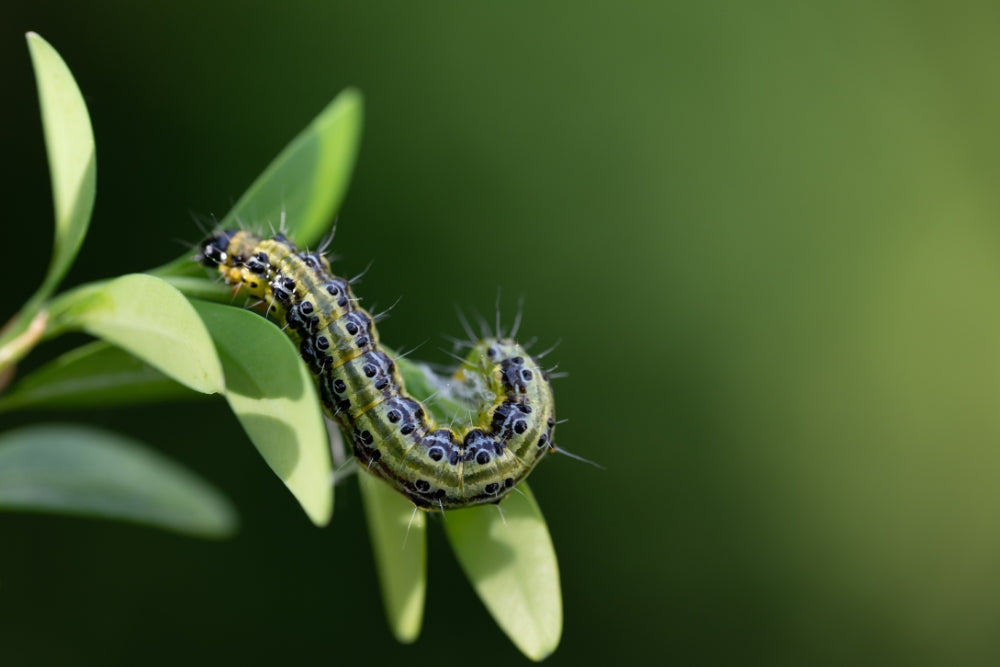Box Tree Caterpillar Treatment