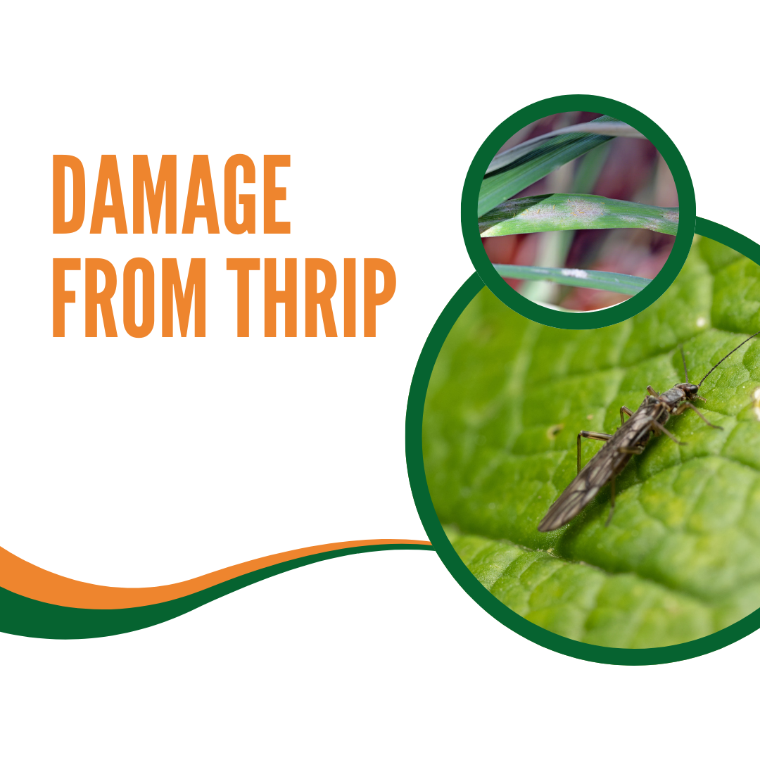 Nematodes for Thrips
