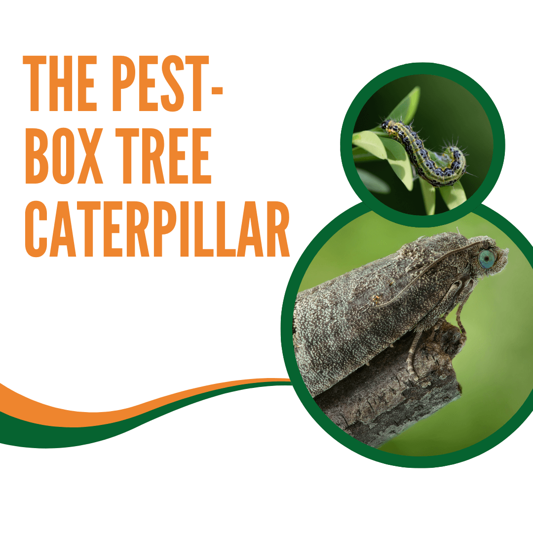 Box Tree Moth Caterpillar Nematodes