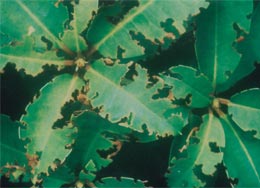 damage-by-vine-weevil