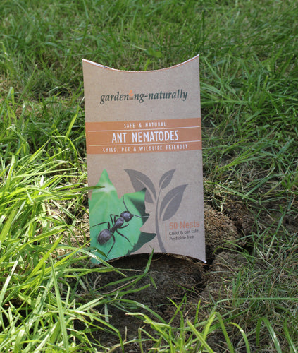 Nematodes for Ants: How Ants Can Ruin Your Garden