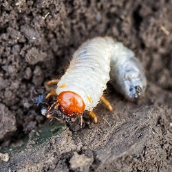 chafer grub larvae on soil