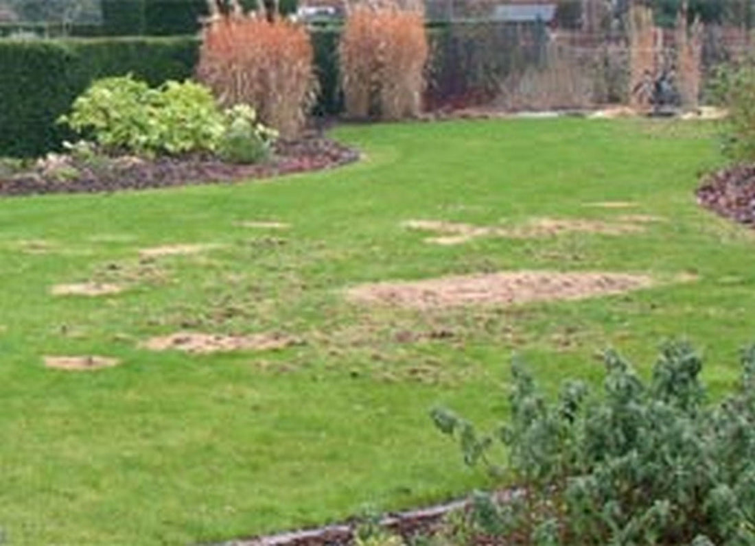 Leatherjacket lawn damage
