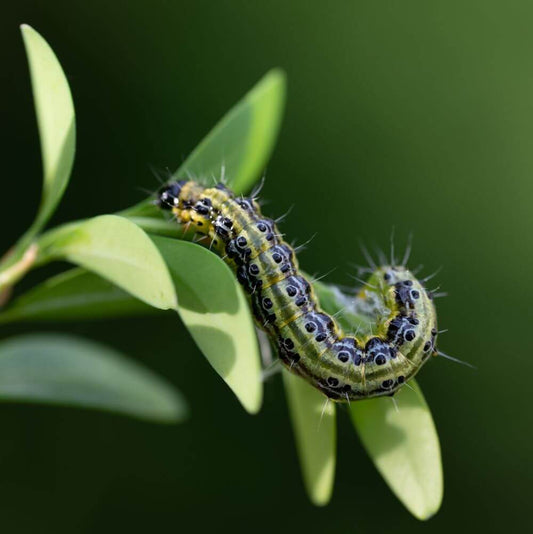 Box Tree Moth: How to Identify and Control It