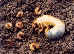 Slugs on soil
