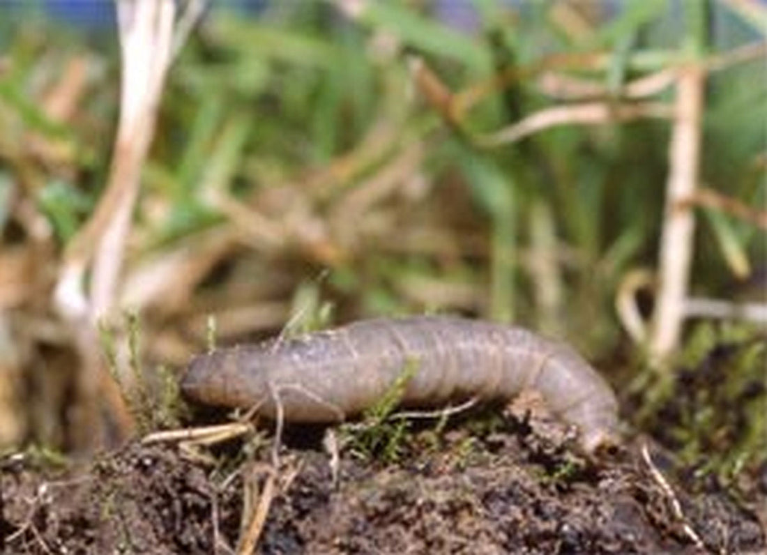 Slug on brown soil with grass behind