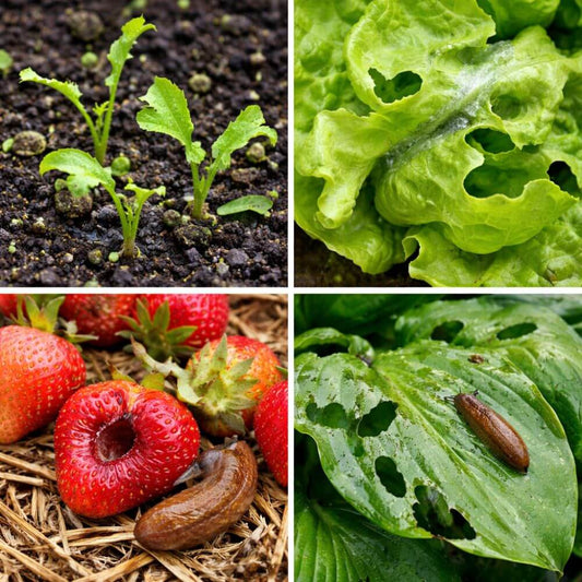 Slug Damage in UK Gardens: How to Spot It and How to Get Rid of Slugs Naturally