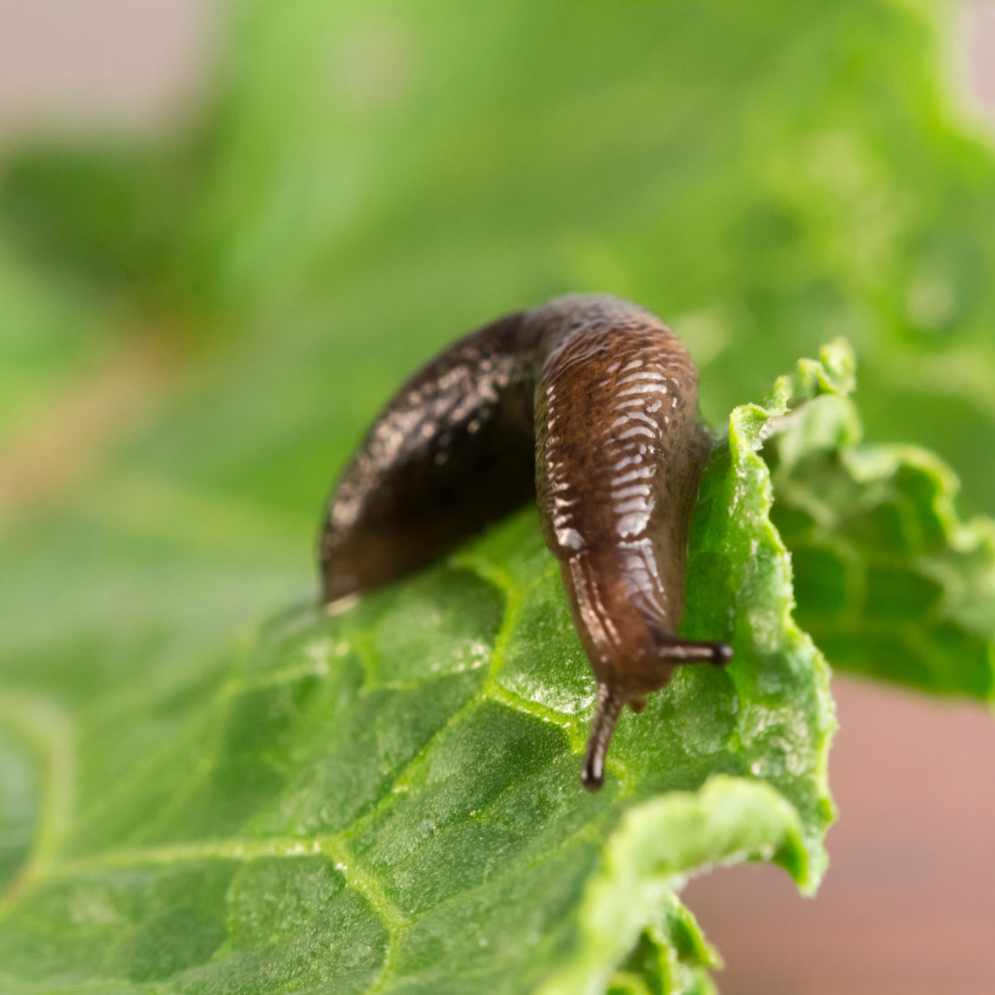 How Do Slug Nematodes Kill Slugs?