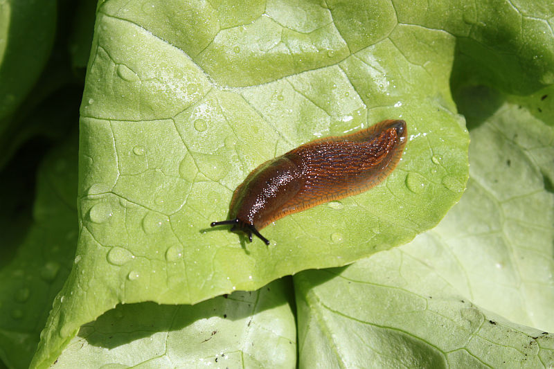 Slug on a green leaf