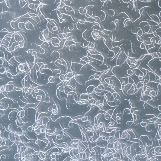 How Nematodes work?