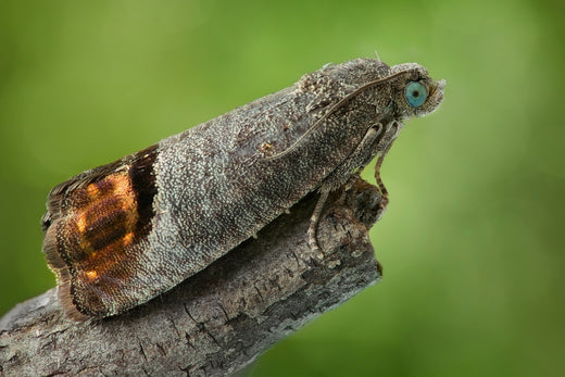 Codling Moths - Codling Moth Control