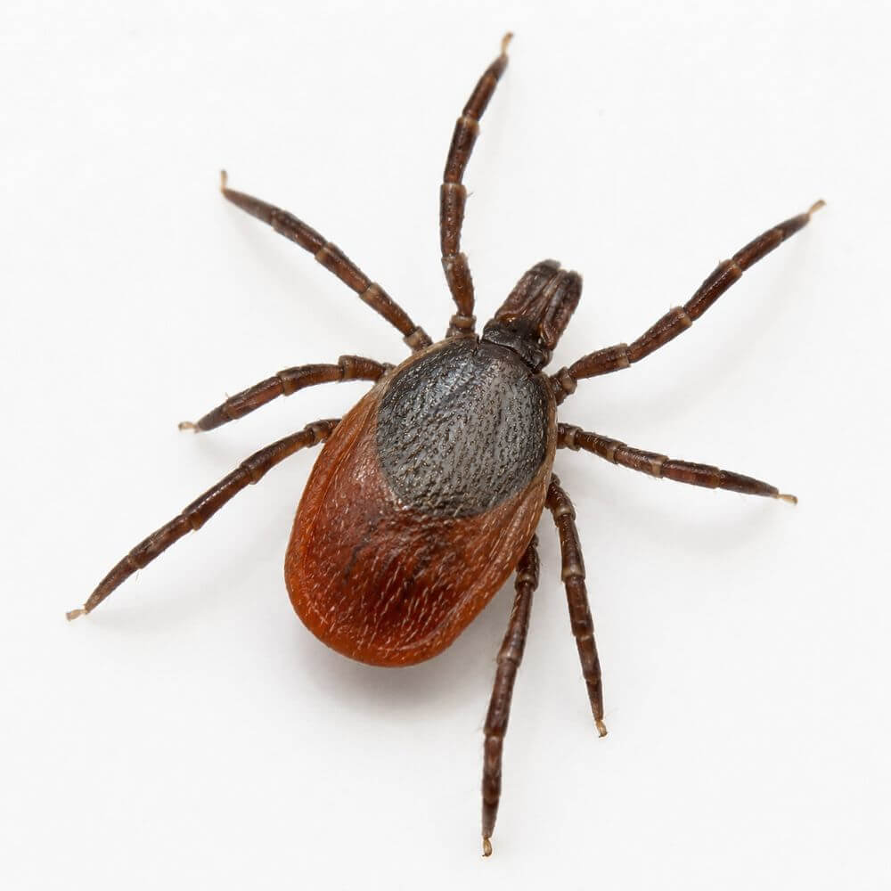 Can Beneficial Nematodes Help Manage Ticks in the Garden