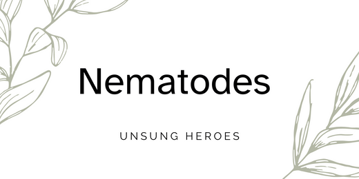 What are Nematodes?