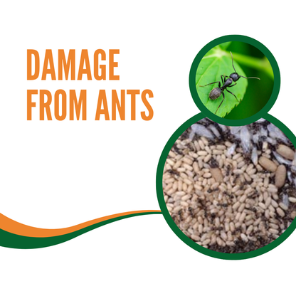 ant-nematode-damage