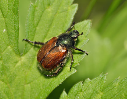 Chafer Nematodes