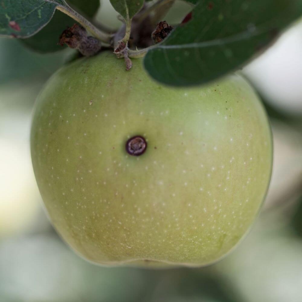 A close-up of a green apple hanging from a tree branch with codling moth damage