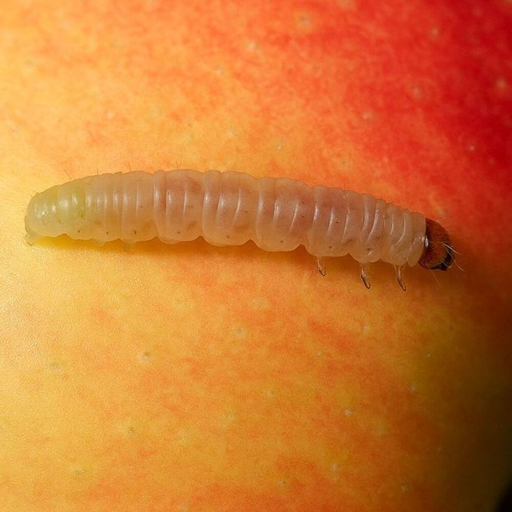 A codling moth caterpillar or on the surface of a red and yellow fruit, with the fruit skin filling the background.