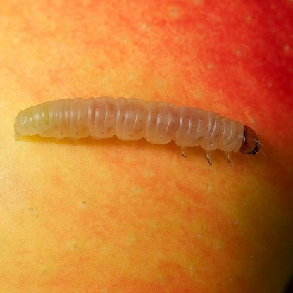 A codling moth caterpillar or on the surface of a red and yellow fruit, with the fruit skin filling the background.