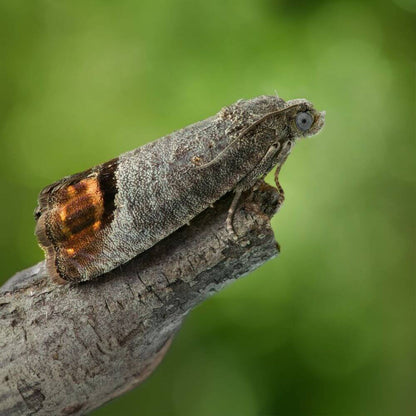 A close-up photograph of a codling moth perched on a textured tree branch. 
