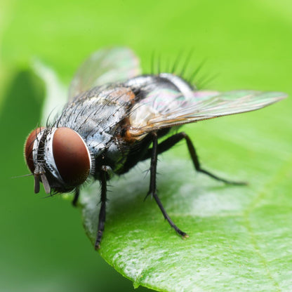 Close-up of a fly on a green leaf with a blurred green background