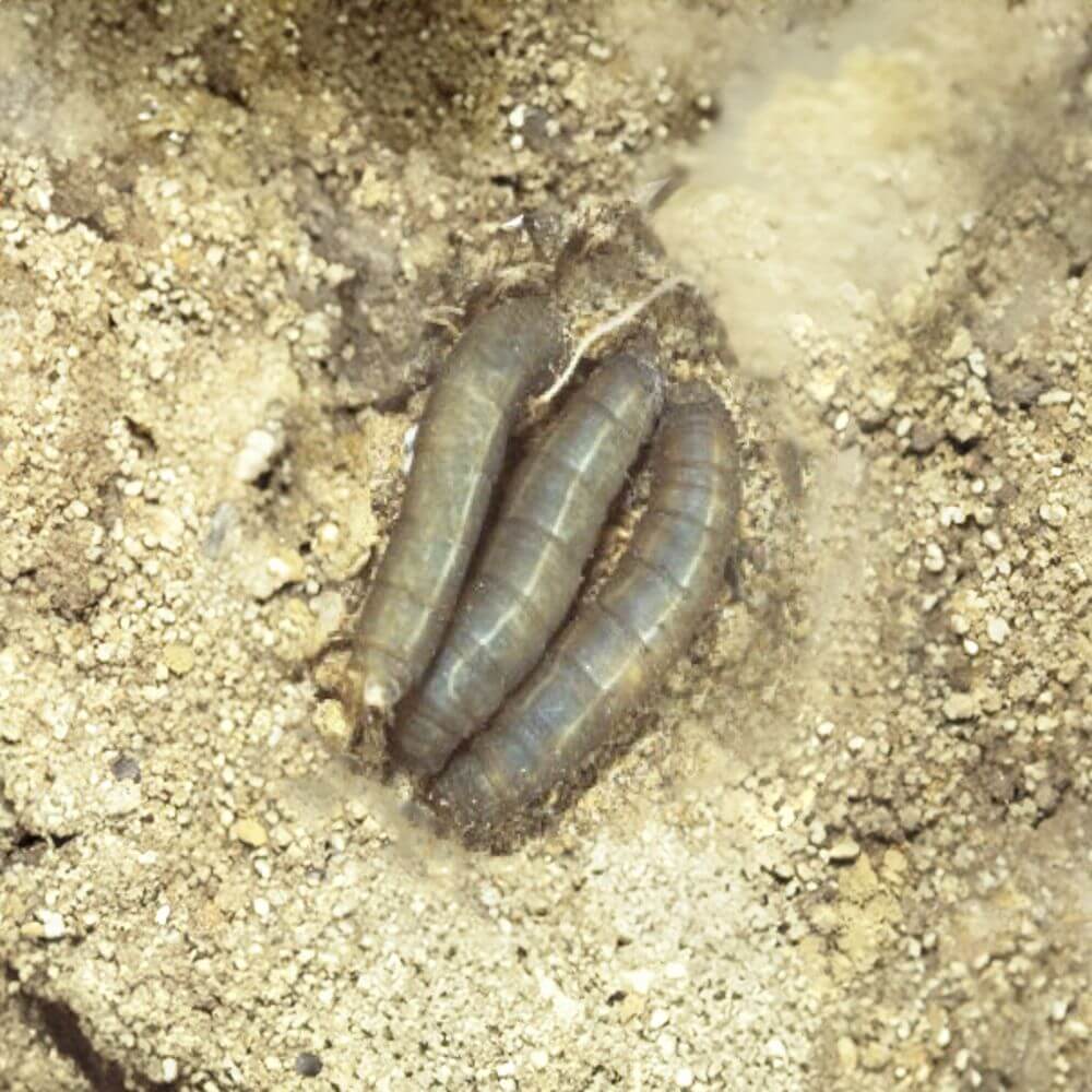 Two caterpillars on sandy soil