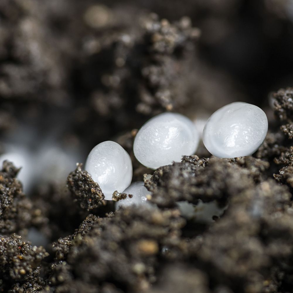 nematode pods for sciarid fly