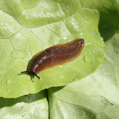Slug on a green leaf with water droplets