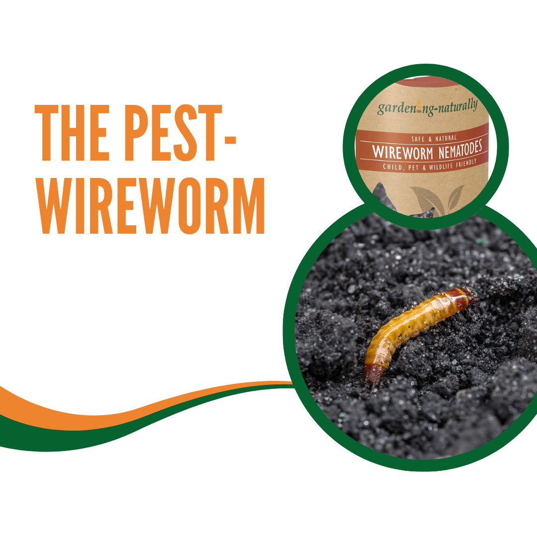 Wireworm Nematodes